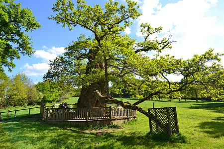 Guillotin oak, pohon tua, oak tua, Oak, hutan, Brocéliande, Brittany