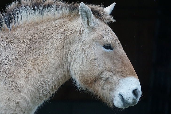 Převalského, kůň, Divoký kůň, perissodactyla, portrét, Equus ferus, savec