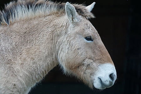 Пржевалски, кон, див кон, Perissodactyla, Портрет, Equus ferus, бозайник