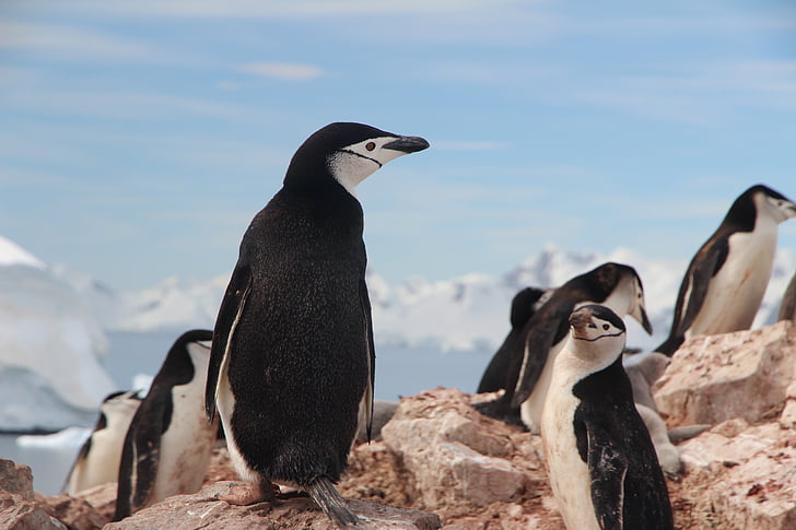 подбрадниците пингвин, пингвини, Антарктида, подбрадниците, дива природа, птица, животните