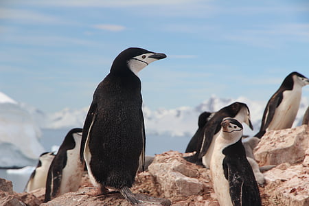 tučňák uzdičkový, tučňáci, Antarktida, podbradní pásek, volně žijící zvířata, pták, zvíře