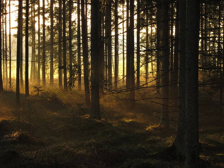forest, spruce, trees, sunrise, morning, woods, coniferous