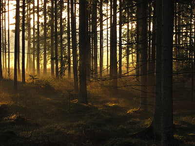 miško, Eglė, medžiai, saulėtekio, ryte, miškai, spygliuočių