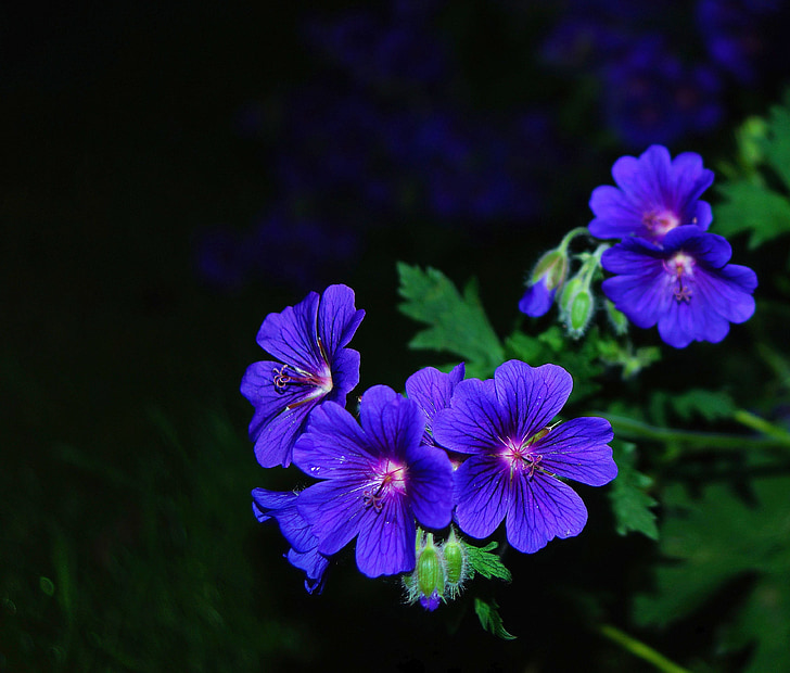 flor, flor, flor, blau, a la nit, jardí de flors, ambient
