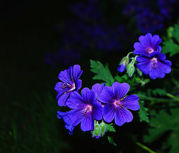 fleur, Blossom, Bloom, bleu, La nuit, jardin fleuri, atmosphère