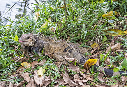 iguana, lizard, green, grass, eat, park, nature