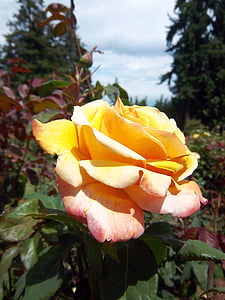 stieg, Blume, Portland, Portland rose Garten, Garten, Floral, Blüte