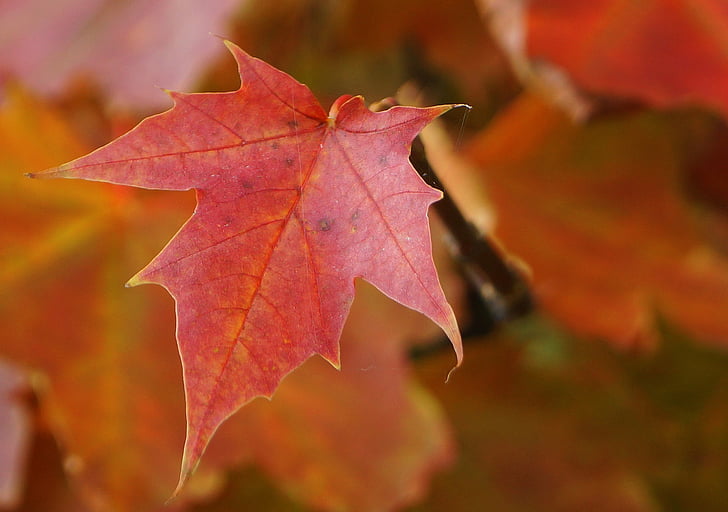 Natur, Herbst Blatt, Herbst-Wetter, Klon, Anlage, Ahornblatt