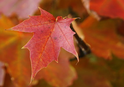 daba, rudens lapas, Rudens laiks, klons, augu, kļavas lapa
