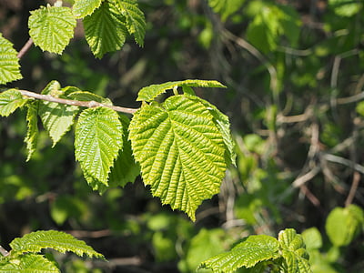 hazelnut, fresh leaves, fresh green, new leaf, green, nature, leaf