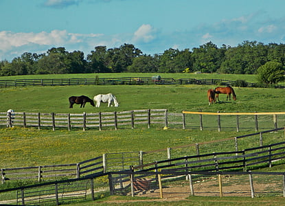 horses, farm, field, animal, nature, stallion, mammal