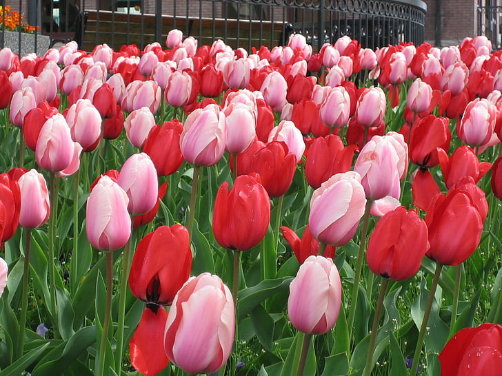 Hoa, Hoa tulip, trắng, màu đỏ, phát triển, Hoa, Hoa đào
