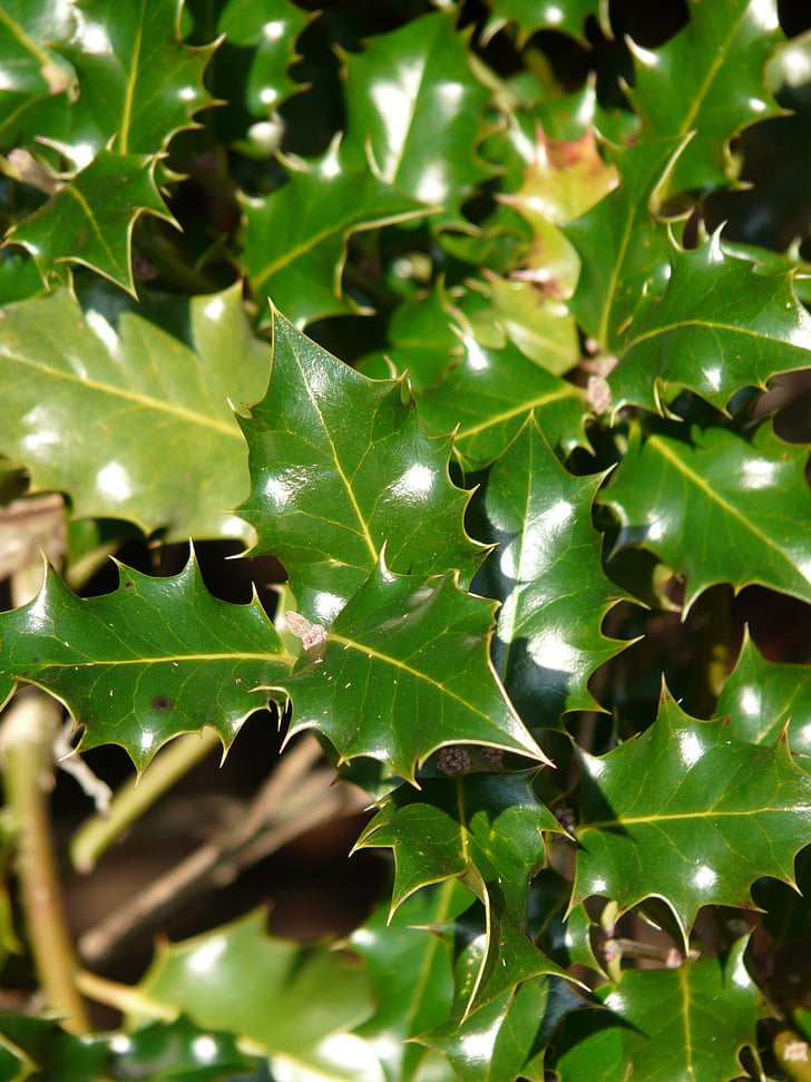 europeiske, kristtorn, blader, Ilex, aquifolium, felles, spiny