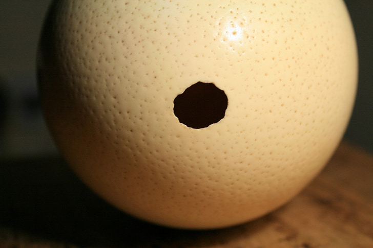 ostrich, egg, shell, hole, empty, container