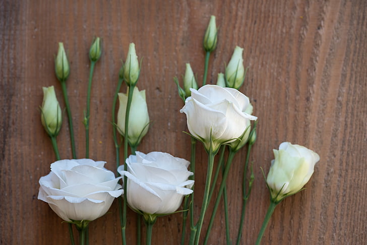 : Lisianthus, flor, flor, flor, blanc, flor blanca, flors blanques