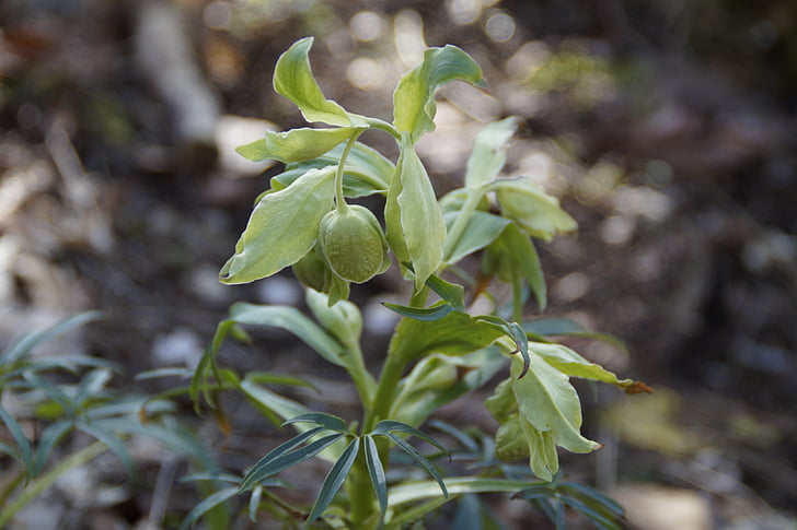 belladonna, musim semi, tanaman, beracun, alam, Tutup, atropa belladonna