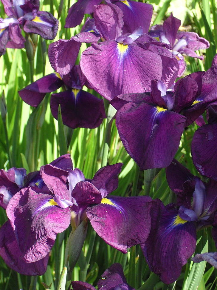 fioletowy, kwiat, Iris, botaniczny