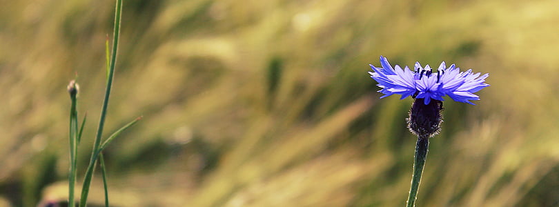 矢车菊, 蓝色, 开花, 绽放, 夏季, 花, 自然