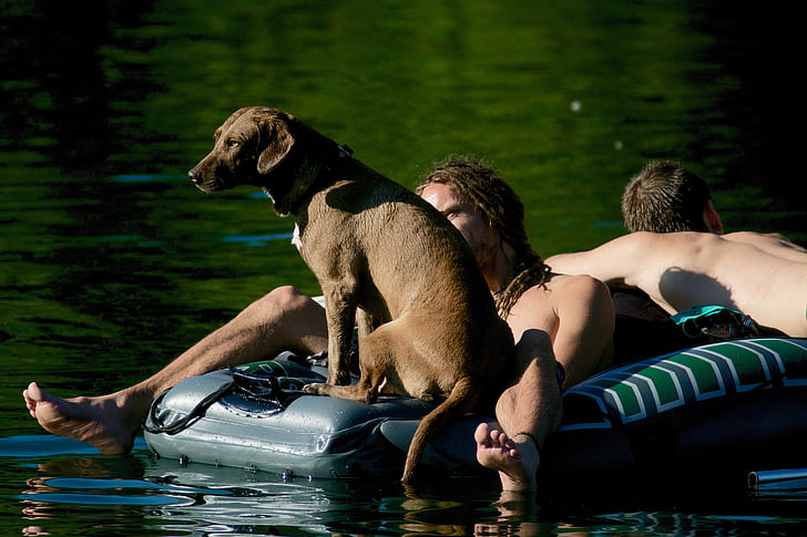 малка гумена лодка, куче, човешки, вода, къпещите се, на открито, мъже