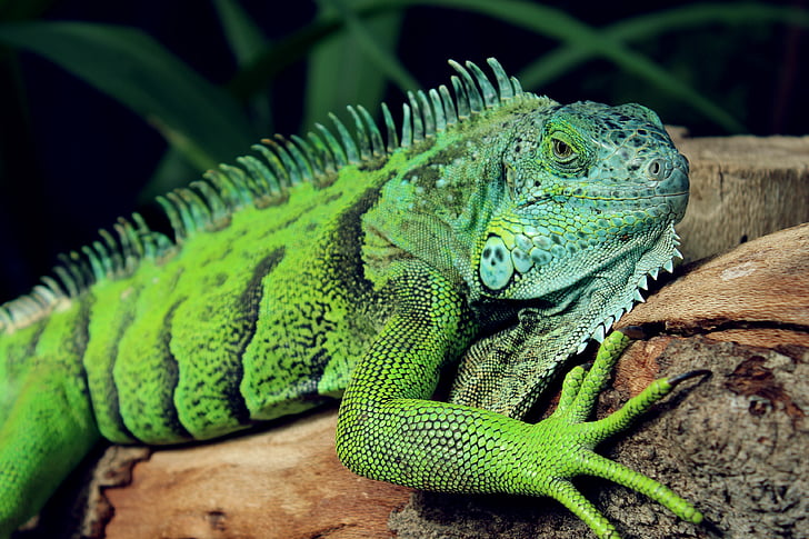 dyr, grønn, Iguana, øgle, Reptile, reptilian, Wild