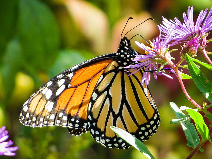 papallona, insecte, monarca, natura, papallona - insecte, animal, ala animal