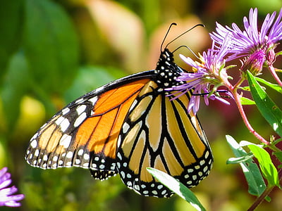 mariposa, insectos, monarca, naturaleza, mariposa - insecto, animal, ala de animal