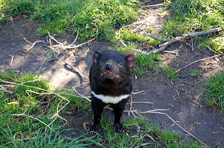 tasmán ördög, Tasmania, állat, veszélyeztetett