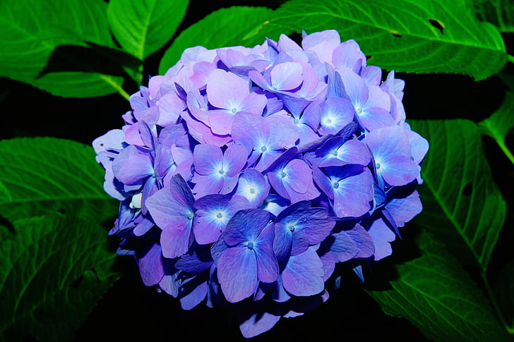 flors, hortènsies, flor, blau, inflorescència, flors d'Hortènsia, Hortènsia d'efecte hivernacle