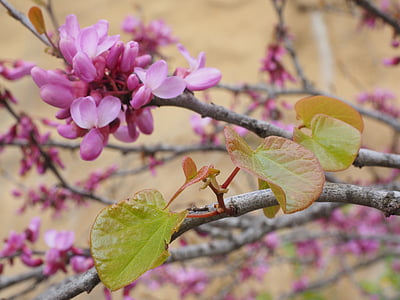 Judas дерево, Цветы, Блум, розовый, обычные judas дерево, Cercis siliquastrum, Cercis