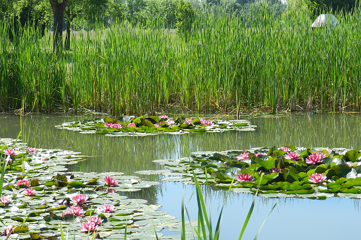 water lilies, flowers, public garden, parking, nature, water, river