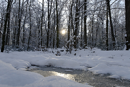 hó, erdő, természet, téli, fa, fagy, hideg - hőmérséklet