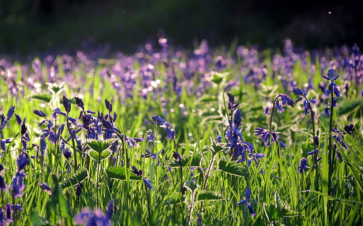 Brytyjskie, Flora, zielony, Bluebell, kwiaty, niebieski, fioletowy