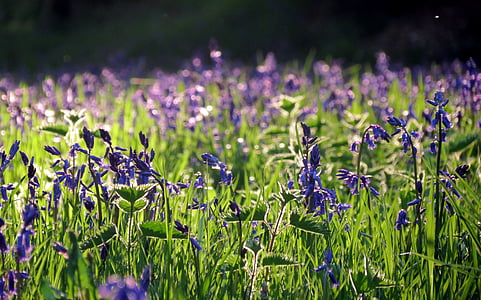 Inggris, Flora, hijau, Bluebell, bunga, biru, ungu