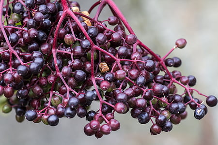 elder, berries, macro, elderberries, unripe berries, fruit, food