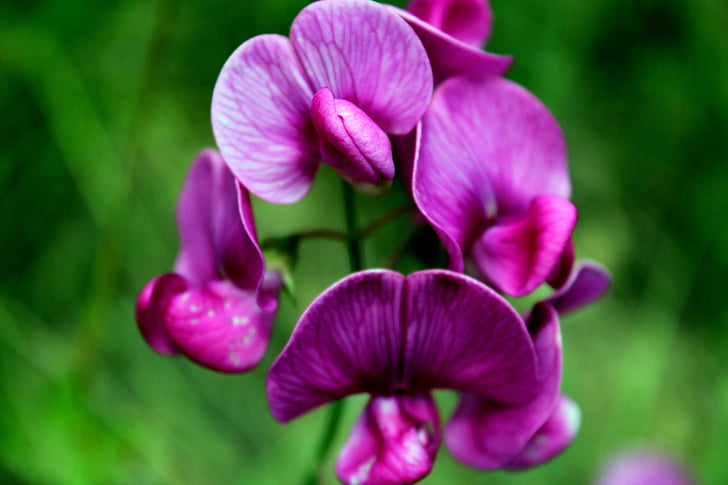 квітка, орхідеї, цвітіння, завод, Природа, фіолетовий, Весна