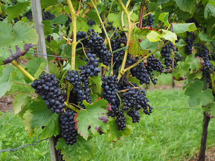 druer, bær, vin bær, blå, bælg, vinstokke, Vitis