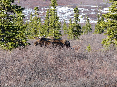 con nai sừng tấm, hoang dã, Thiên nhiên, động vật hoang dã, Alaska, Denali