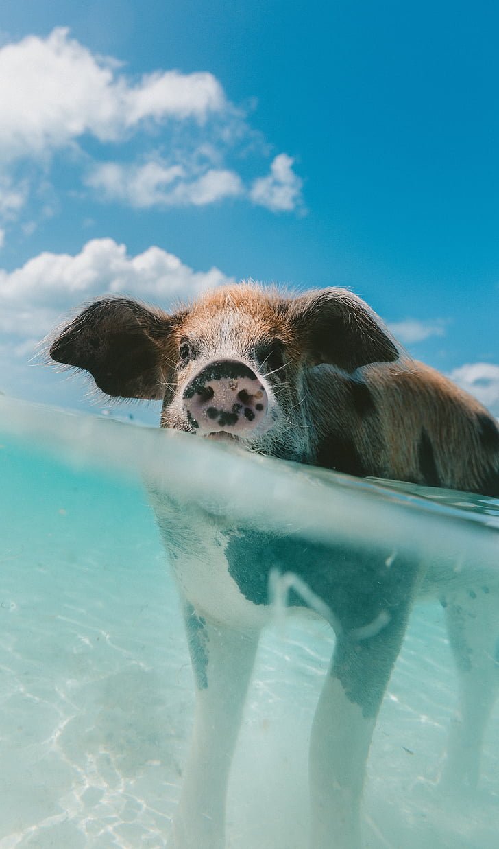 pig, animal, snout, clouds, sky, water, nature