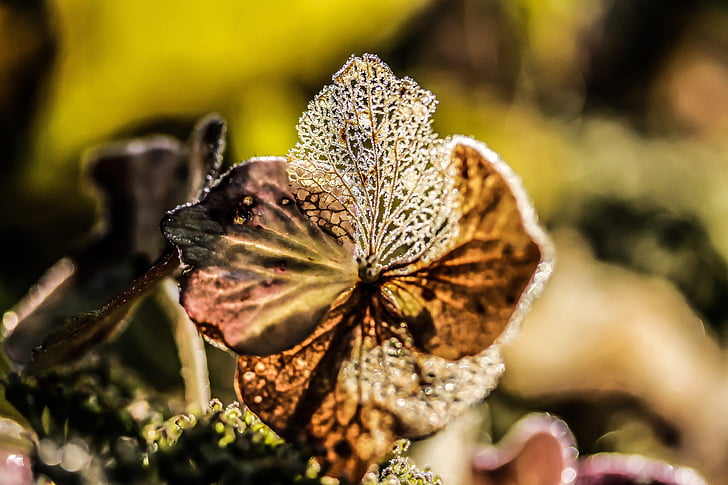 hydrangea flower, broken flowers, autumn, passing away, macro, plant