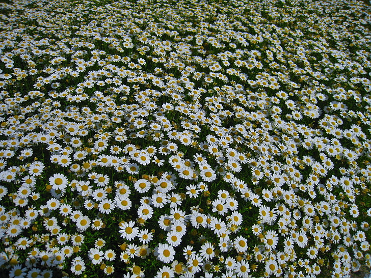 daisy, margaret, countless, gregariousness, one side, flower garden, flowers