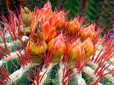 Cactus, Blossom, Bloom, Kaktuksenkukka, Sulje, kirkas
