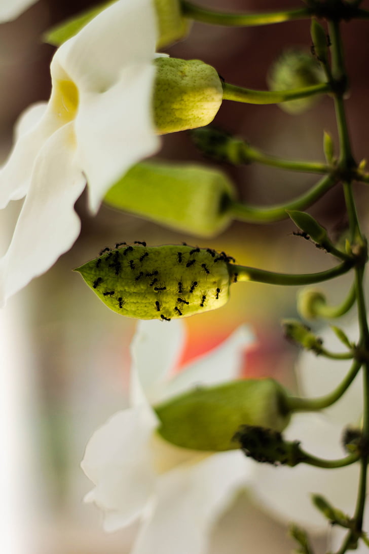 gėlė, orchidėja, skruzdėlės, augalų, balta, gėlių