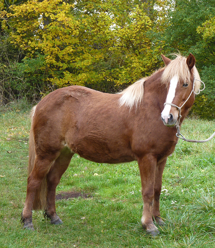 cavallo, cavallo di Islanda, pony di Islanda, islandesi, Pony, animale, piccoli cavalli