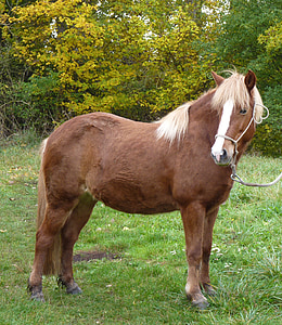 kôň, Island kone, Island pony, Islanďania, Pony, zviera, malé kone