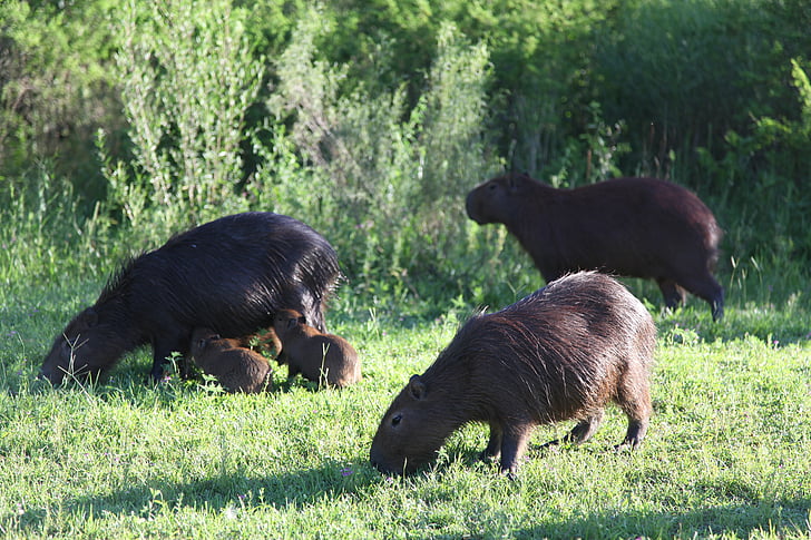 capybara, ชีวิตสัตว์ป่า, สัตว์อาร์เจนตินา, ธรรมชาติ, สัตว์ป่า, ป่า, สัตว์
