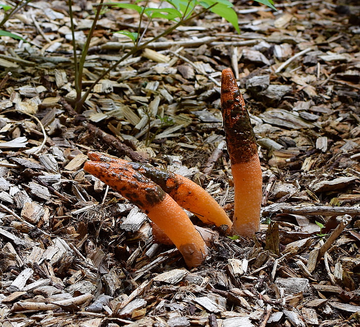 regroupement de champignon stinkhorn mature, Mutinus elegans, organes de fructification avec vase, piquante, champignon, champignons, plante