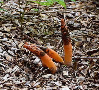 dewasa stinkhorn jamur pengelompokan, mutinus elegans, tubuh berbuah dengan lendir, tajam, jamur, jamur, tanaman