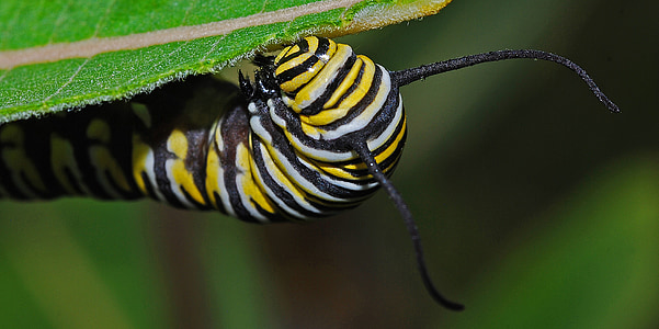 Caterpillar, monarca, macro, Milkweed, vita, Metamorfosi, animale