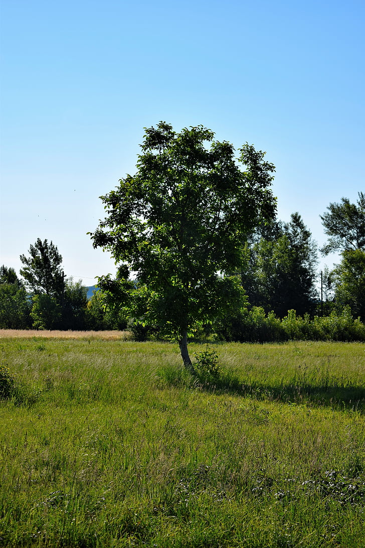 arbre, l'estiu, verd, respecte, natura, paisatge, l'aire lliure
