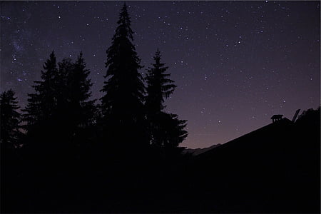 silhueta, árvores, noite, roxo, céu, estrelas, escuro